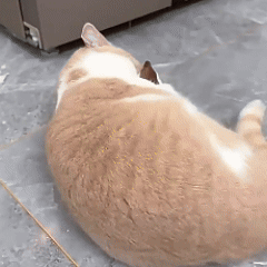 PELUCHE ELÉCTRICO PARA GATOS